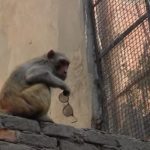 НОВИ ПАКЕТИ ЗА ОСИГУРУВАЧКА КУЌА: Осигурување и за каснување од мајмун!