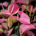 Се смета дека ова РАСТЕНИЕ има МАГИЧНИ сили: Ја враќа добрата ЕНЕРГИЈА, но ако СЕ ИСУШИ, значењето не е добро!