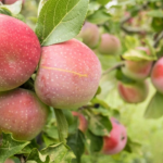 За ЈАБОЛКАТА се вели дека е НАЈЗДРАВОТО ОВОШЈЕ: Никогаш не јадете ги навечер, тие можат да ви направат ОВАЈ проблем!