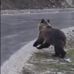 Повредено мече снимено кај браната во Маврово (Видео)