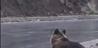 Повредено мече снимено кај браната во Маврово (Видео)