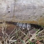 Ова чудо живее и во МАКЕДОНИЈА, повеќето луѓе немаат поим што е тоа: Фотографија од шума ги запрепасти социјалните мрежи