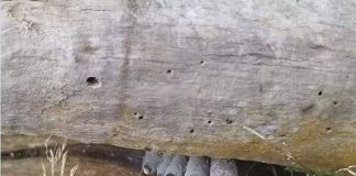 Ова чудо живее и во МАКЕДОНИЈА, повеќето луѓе немаат поим што е тоа: Фотографија од шума ги запрепасти социјалните мрежи