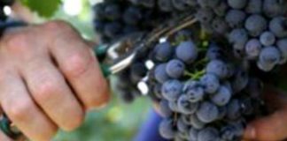 Кое е поздраво и поубаво, црното или белото грозје?