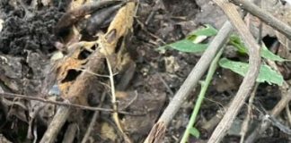 Шумар го сликал она што демне во природата и го запрепасти интернетот: Внимавајте, ова не се само гранчиња (ФОТО)