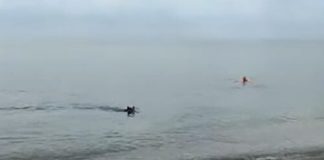 Ѕверот излегол од морето и истрчал кон капачите: На плажата настанал хаос, се уште го бркаат (ВИДЕО)