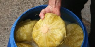 ДОМАШНА КИСЕЛА ЗЕЛКА ГОТОВА ЗА ЕДЕН ЧАС: Лесно се подготвува, без зовриена вода и цедење (ВИДЕО)