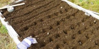 ЗАСАДЕТЕ ГО ОВОЈ ЗЕЛЕНЧУК ВО ОКТОМВРИ, ЌЕ ГО ИМАТЕ ВО ИЗБИЛСТВО: На пролет ќе се РОДИ исто како во приказните