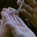 БОЖЈОТО ЧУДО ВО ПРАВОСЛАВНАТА ЦРКВА Секоја година кај Пресвета Богородица доаѓаат голем број змии, (ВИДЕО)