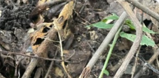 ПОГЛЕДНЕТЕ ја добро сликатаа не неа нема само гранчиња (ФОТО): Луѓето останаа во неверување како е МОЖНО!