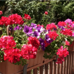 Закопајте ја оваа НАМИРНИЦА на дното од саксијата и гледајте што се случува: За неколку ДЕНА растенијата ќе напредуваат