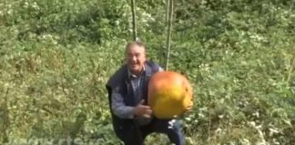 Живееле и работеле во Австрија, па на крајот се вратиле во нивниот роден крај – Еве во што тие почнале да инвестираат