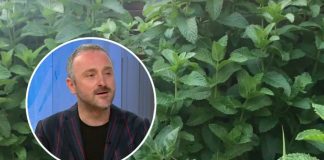 ПЛАЌАТЕ ПРАШИНА ВО КЕСА: Билкар објаснува кој чај никогаш не треба да го купувате