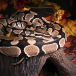 Женски питон КРИЕЛ ТАЈНА во стомакот: Еве што имал овој рептил долг 5,5 метри и тежок 100 килограми за последниот оброк