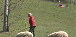 Стојан ја замени полицијата со ЖИВОТ НА СЕЛО И ЧУВА ОВЦИ (ВИДЕО)
