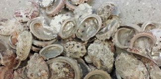 Зошто слушаме звуци од морето кога ставаме школка на увото и што всушност прави тоа?
