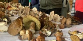 Миколог Раде Гашиќ: Објасни која е најотровната печурка на нашите простори