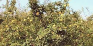 Дефинитивно најздравото овошје: Содржи двојно повеќе витамин Ц од лимонот, смирува кашлица и радикално ги чисти белите дробови