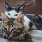 Што значи да сонуваш мачка? Запомнете добро како се однесувa, oд тоа зависи што ве чека во иднина