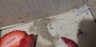Ставила ОВОШЈЕ од МАРКЕТ во фрижидер и се запрепастила кога ја отворила вратата: Веднаш ги повикала надлежните (ФОТО) СЛУЧАЈ ВО БРИТАНИЈА
