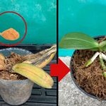 ЧУДО КОЕ ВЕДНАШ ГИ ВРАЌА ПОЖОЛТЕНИ И ТРУЛИ ОРХИДЕИ: Овој трик треба да го знаат сите, ОРХИЕЈАТА ЌЕ ИМА ПРЕКРАСНИ ЦВЕТОВИ (ВИДЕО)