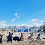 Фотографијата од седум хрватски кучиња во Турција ги воодушеви сите: „Ви благодариме за секој спасен живот!“