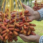 Го нарекуваат „ПУСТИНСКО МЛЕКО“: Само четири плодови од ова овошје дневно го ПРЕКИНУВА ЗАПЕКОТ, помага и при ХЕМОРОИДИ!