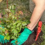 САДЕТЕ РОЗА СО КОМПИР: На сите им успева, а кралицата на цвеќето ќе биде ПРЕПОРОДЕНА! (ВИДЕО)