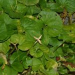 ФАЛА ТИ БОЖЕ! Ако секој ден го вдишувате мирисот на ова растение 5 минути, можете да ја зголемите меморијата за 75 проценти!