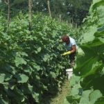 ОД ОВОЈ ЗЕЛЕНЧУК СЕ ЗАРАБОТУВА 3.000 ЕВРА ЗА САМО 500 М2 : Се бере секој ден и НОСИ БРЗА ДОБИВКА! (ФОТО)