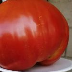 СИТЕ СЕ ЛУДИ ПО ДОМАТ ДИЕТАТА: Се губат 10 килограми за 7 дена, а тек да слушнете КОЛКУ СЕ СЛАБЕЕ ЗА 3 ДЕНА!