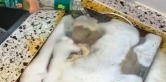 ИЗМЕШАЛА сода бикарбона и оцет, СЕ СЛУЧИ ВИСТИНСКА МАГИЈА: ЌЕ ВИ БИДЕ КРИВО ШТО НЕ СТЕ ЗНАЕЛЕ ЗА ОВОЈ ТРИК ПОРАНО!
