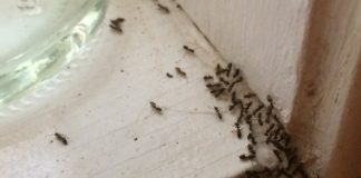 МРАВКИ ВО КУЌАТА, БАЊАТА, КУЈНАТА, ВО КАБИНЕТИ, ЗАД ФРИЖИДЕР? Еве како да се ослободите од нив, НАПРАВЕТЕ ЈА ОВАА ДОМАШНА СМЕСА!