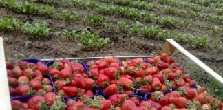 Купил јагоди од пазар и добил дијареја и болки во грлото: „Докторот ми кажа што е причината“