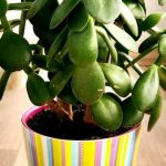 КОЛКУ ПОВЕЌЕ РАСТЕ, ТОЛКУ ПОВЕЌЕ ПРИВЛЕКУВААТ ПАРИ: Додадете ги овие 2 состојки во саксијата и красулата ќе расте со страшна брзина