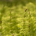 Оваа билка ефикасно ги намалува мacните наслаги и го намалува целyлитот!