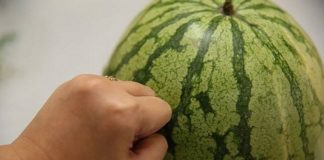 ТРОПАЈТЕ ДО УТРЕ АКО САКАТЕ, ОВИЕ трикови НЕМА ДА ВИ ГИ КАЖАТ НА ПАЗАР! Дали знаете како правилно да изберете СЛАТКА лубеница – еве како!