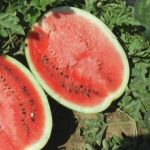 НЕ ТРОПАЈТЕ НА ЛУБЕНИЦА, ИМА ДОКАЖАН НАЧИН ДА ПРЕПОЗНАЕТЕ ДАЛИ Е ЗРЕЛА: Покрај бојата, едно е КЛУЧНО!