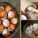 ОНА ШТО ЗА ВАС Е ЃУБРЕ Е ПОВЕЌЕ ОД ЛЕК: Помага при заболувања на тироидна жлезда, срце, гастритис, крв и коски