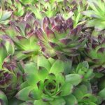 ШТОМ СТАНАМ ЈАДАМ ПО ЕДЕН ЛИСТ ЧУВАР КУЌА: Еве што се случи после неколку денa