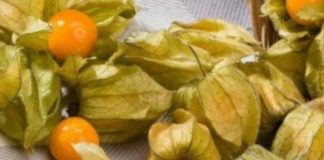 ЗЛАТНО БОГАТСТВО НА ПРИРОДАТА: Посебен природен лек за простата, најтешките облици на болести на желудникот и дебелото црево