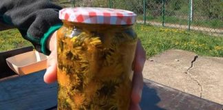 Само намачкајте го на БОЛНОТО МЕСТО – маслото од ова растение се смета за НАЈЛЕКОВИТО, се користи и за ПРОБЛЕМИ СО СИНУСНИ! (ВИДЕО)