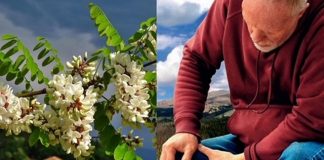 Kралското дрво: Го сакаат пчелите, а помага за намалување на ревматски болки, забоболка, гастритис, чир на желудникот, мигрена… Еве како се користи