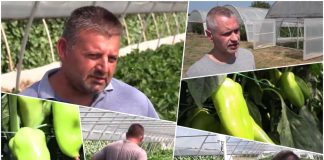 ВЛАДИМИР И ИВАН ПРОИЗВЕДУВААТ ПИПЕРКИ СОЧНИ КАКО ДА ЈАДЕШ МЕСО: Не ги користеа старите методи, а очекуваат голем род!