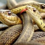 Зошто луѓето често сонуваат змии и какво е нивното значење