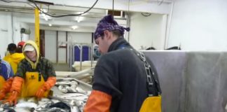 Зорица го сподели своето искуство од работа на Алјаска, 1 работа потребна за вработување „Заработката варира, а лебот чини…“