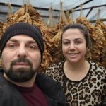 Ердован и Емине сработија 15 тони тутун, задоволни се од цената – 500 денари за килограм