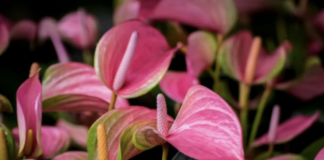 Се смета дека ова РАСТЕНИЕ има МАГИЧНИ сили: Ја враќа добрата ЕНЕРГИЈА, но ако СЕ ИСУШИ, значењето не е добро!