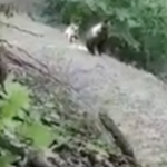 Погледнете ја СТРАШНАТА СЦЕНА од српската планина! Луѓето на Интернет запрепастени: Ми се пресекоја нозете (ВИДЕО)