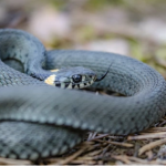 Баба Смиља открива НАРОДНО ВЕРУВАЊЕ: Ако видите змија на пат, направете го ова ТРИ ПАТИ